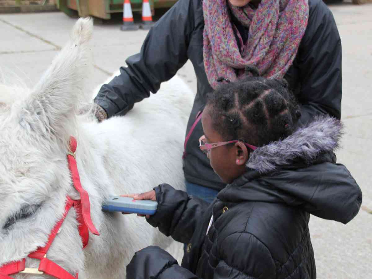 Isle of Wight Donkey Sanctuary picture gallery - Microchip scanning